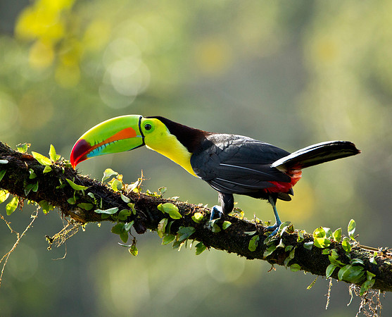Keel Billed Toucan