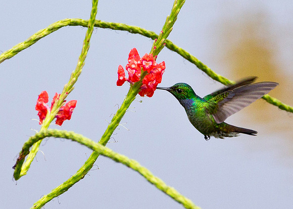 Unidentified Hummingbird - Boca Tapada