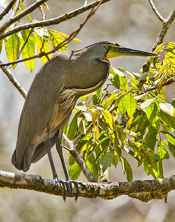 Tiger Heron