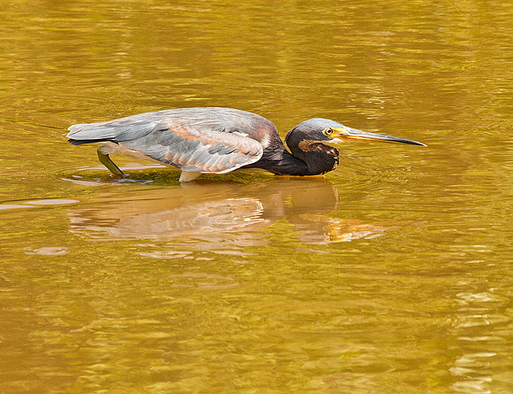 Stalking - Tri Colored Heron