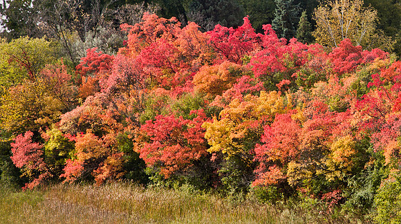 Saturated - Central Minnesota
