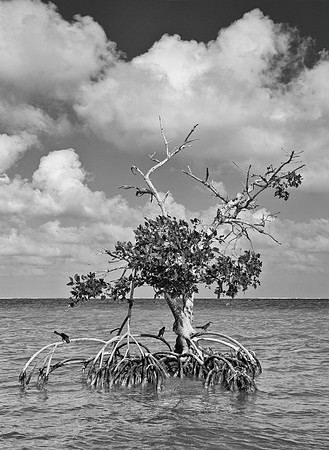 Mangrove & Long Tailed Grackles