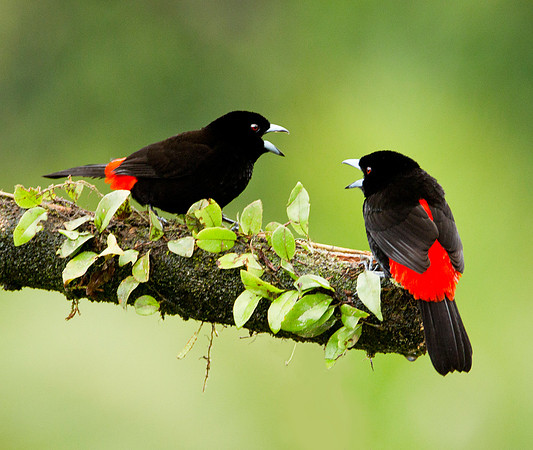 Cherrie's Tanagers