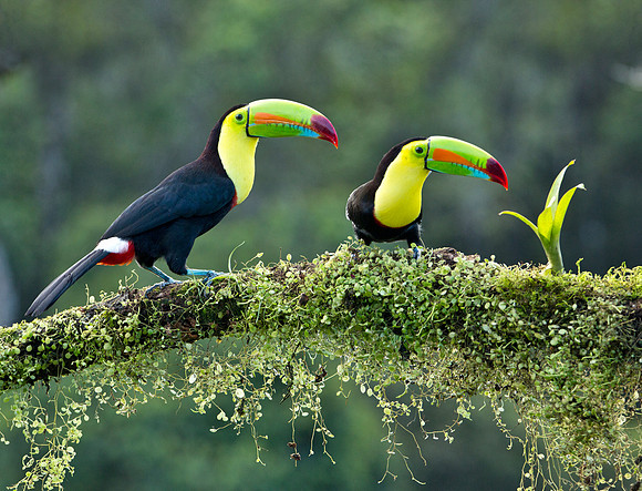 Keel Billed Toucans