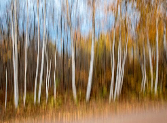 Birch Tree Abstract