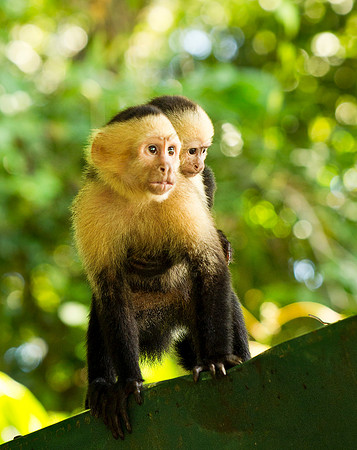 Capuchin with Offspring