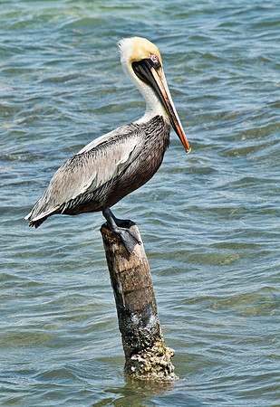 Adult Brown Pelican - Male