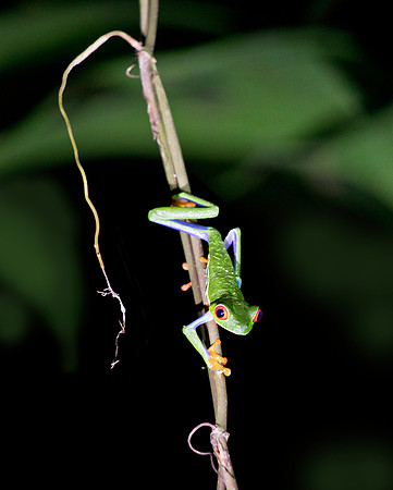Red Eyed Tree Frog - La Fortuna