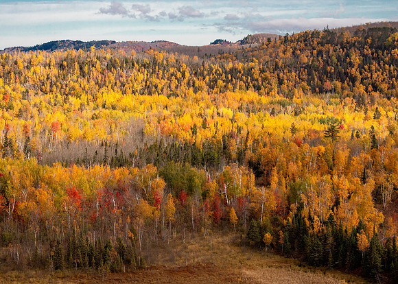 Mixed Autumn Forest near Lake Superior