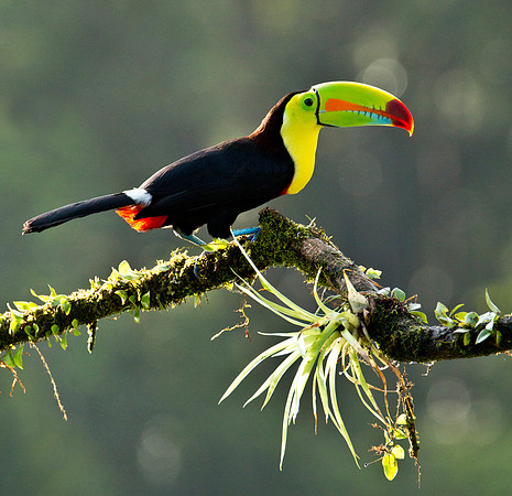 Keel Billed Toucan