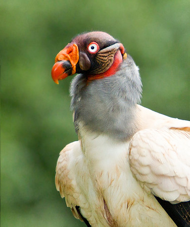 King Vulture - Hommage to Zanetta