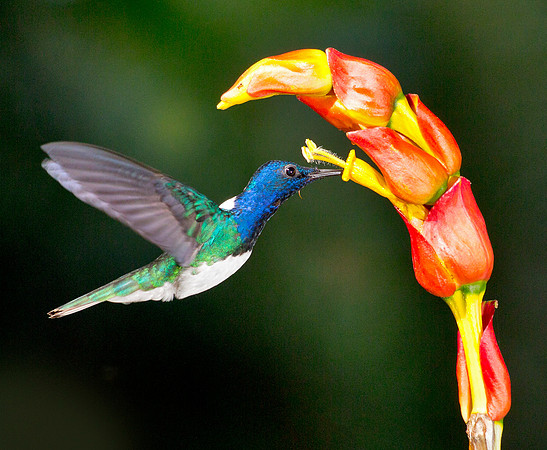 White Necked Jacobin