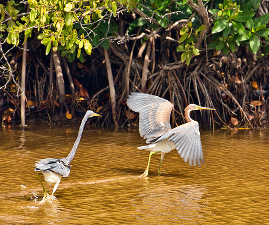 In Pursuit - Tri Colored Herons