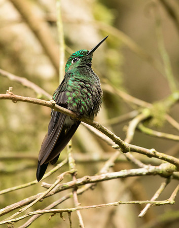 Scaly Breasted Hummingbird