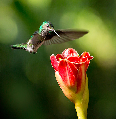 White Necked Jacobin - Female