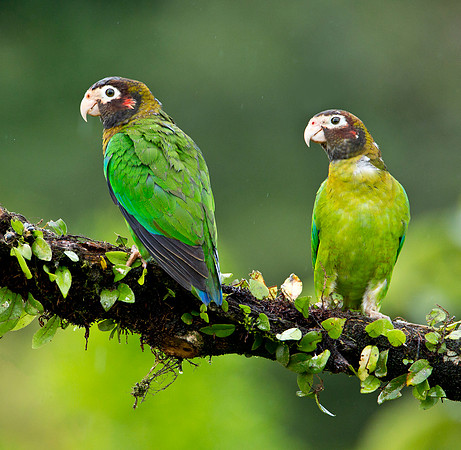 Brown Headed Parrot