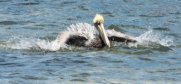 Bathing - Brown Pelican