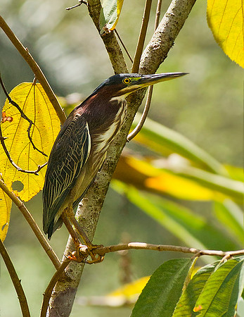 Green Heron - Puntarenas