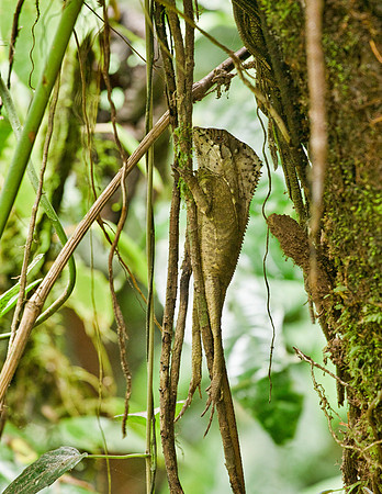 Helmet Headed Basilisk Lizard