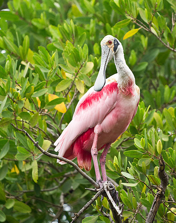 Roseate Spoonbill
