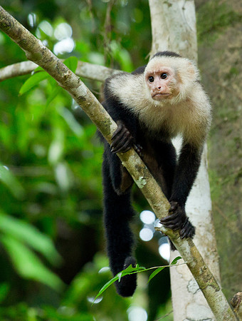 White Face Capuchin