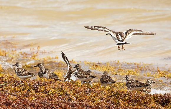Ruddy Turnstones & Sargassum