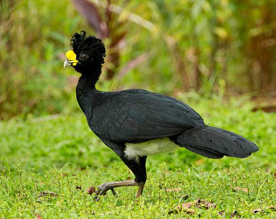 Great Currasow - Adult Male