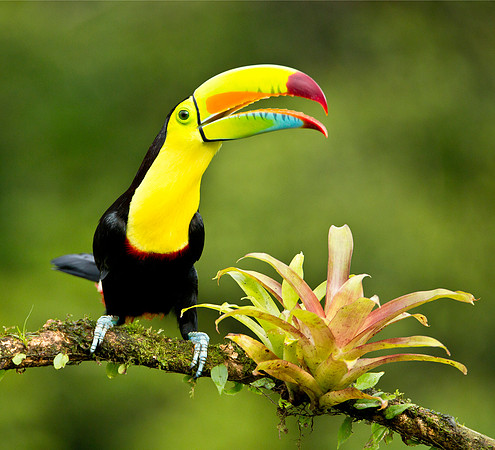 Keel Billed Toucan