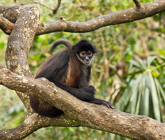 Adult Spider Monkey