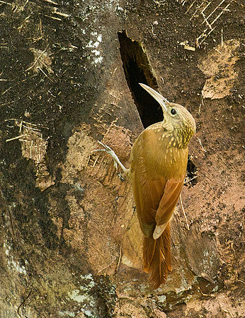 Cinnamon Wood Creeper - Puntarenas