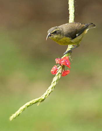 Bananaquit