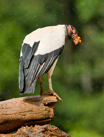 King Vulture