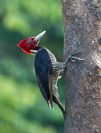 Lineated Woodpecker