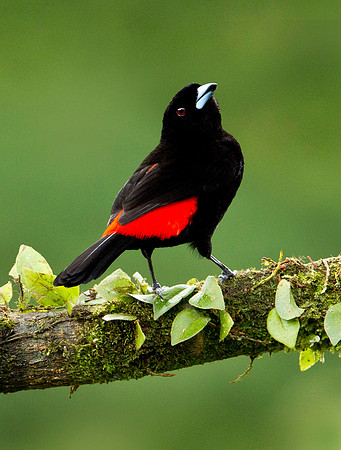 Cherrie's Tanager - Boca Tapada