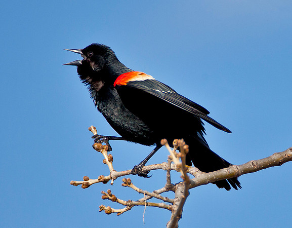 Sounding the Alarm - Red Wing Blackbird, Male