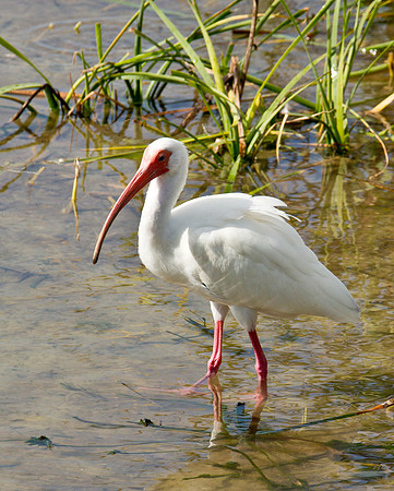 American White Ibis
