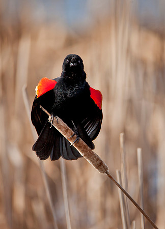Red Wing Blackbird