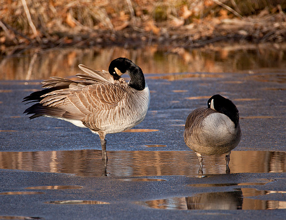 Early Arrivals - Canadian Geese