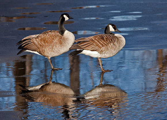 Early Arrivals II