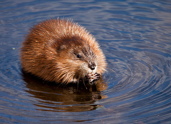 Lunchtime - Muskrat