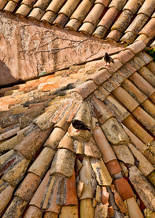 Pigeons & Tile Roof - Old Dubrovnik