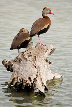 Black Bellied Whistling Duck