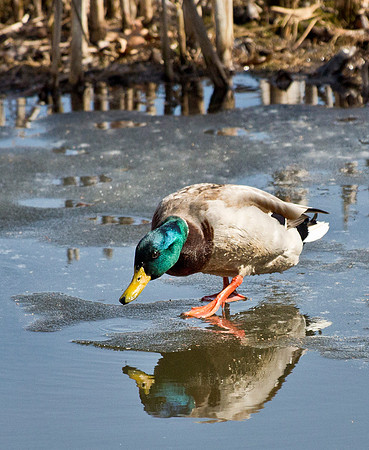 Thin Ice - Mallard Drake