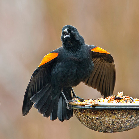 Not Sharing - Red Wing Blackbird