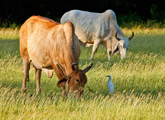 Cows & Cattle Egret - Potrero