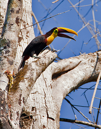 Black Mandible Aracari