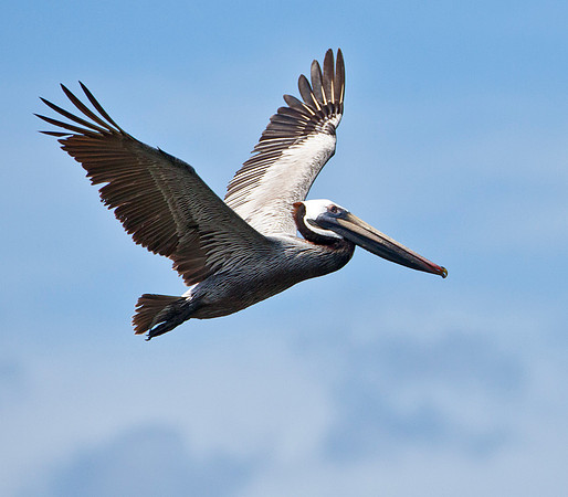 Brown Pelican - Bahia Potrero