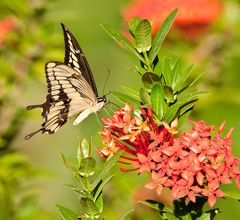 Giant Swallowtail Butterfly - Guanacaste