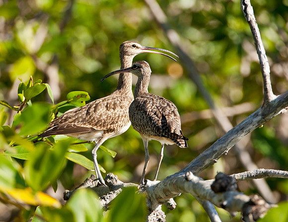 Whimbrels - Pacific Coast, Costa Rica