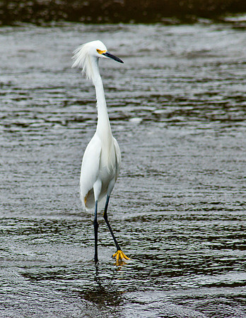 Snowy Egret - Playa Potrero